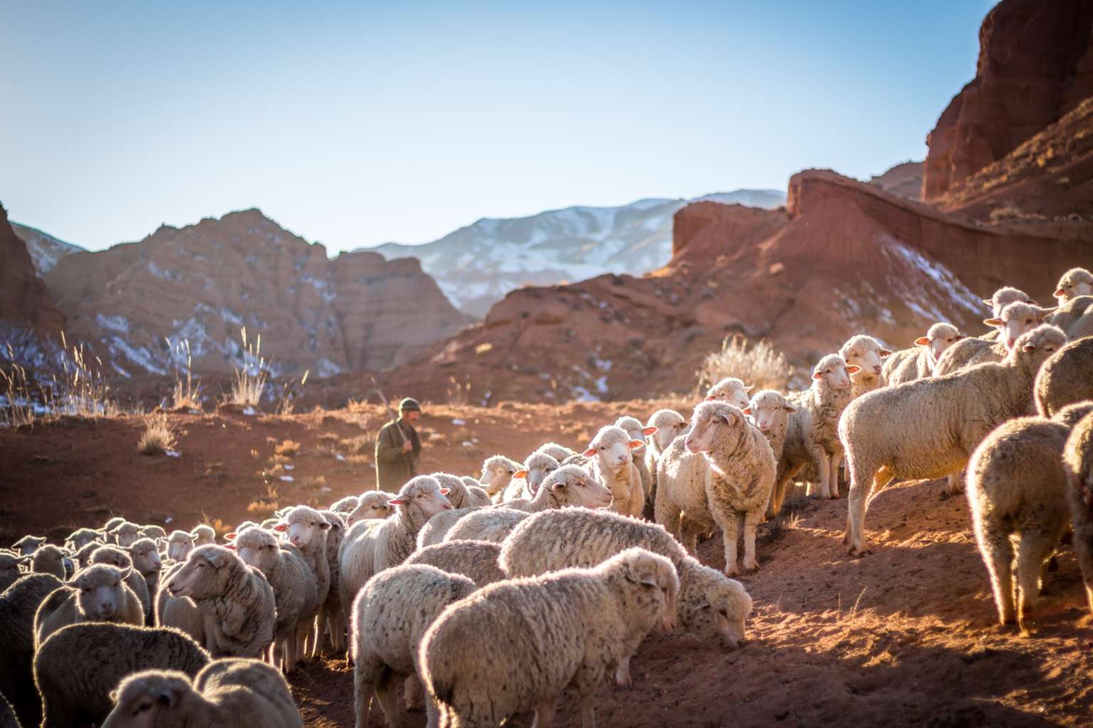 You are currently viewing Hired Hand or Shepherd